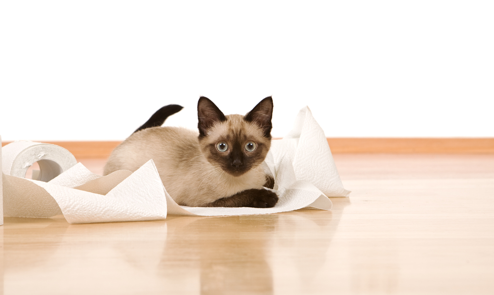 cat with toilet paper